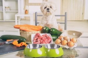 Co gotować psu Czy warto i jak ułożyć mu dietę